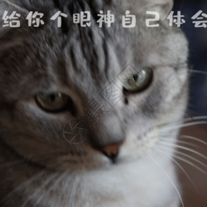 搞笑猫观金鱼给你个眼神猫咪gif动图高清图片