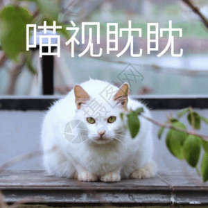 搞笑猫观金鱼喵视眈眈聊天表情包gif高清图片