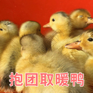 黄小鸭抱团取暖鸭聊天表情包gif高清图片