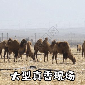 新疆沙漠骆驼大型真香现场聊天表情包gif高清图片