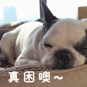 睡眠狗自在的斗牛犬GIF高清图片
