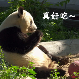 可爱的玩具熊国家一级保护动物熊猫GIF高清图片