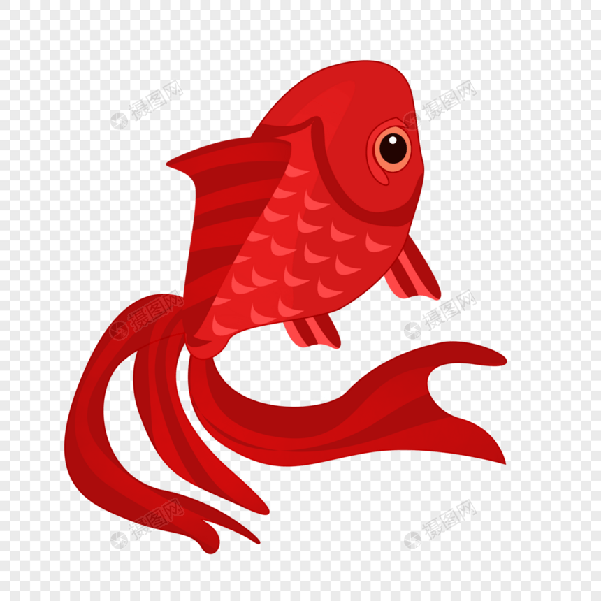 红色大尾鱼图片