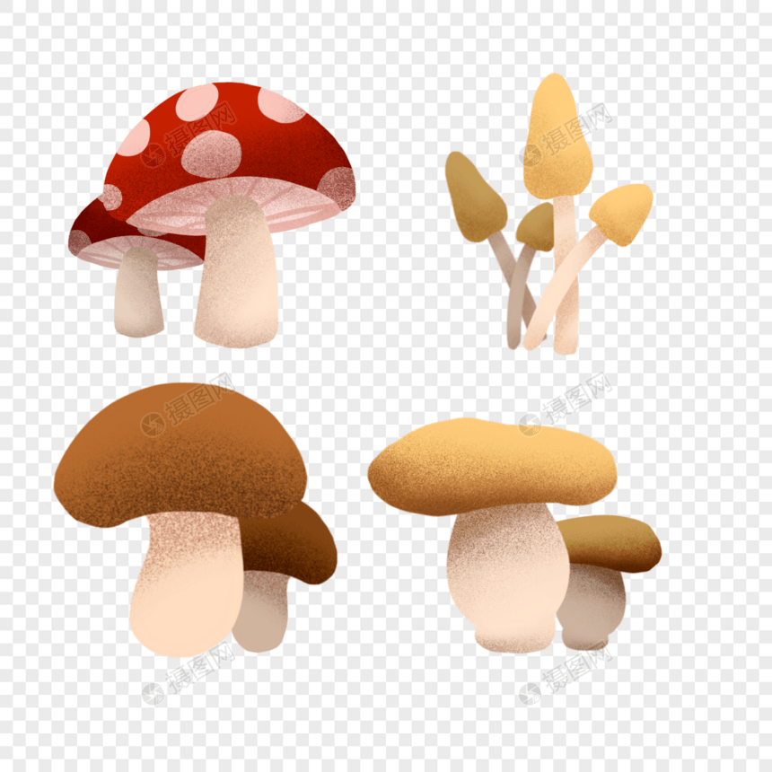 各种蘑菇图片
