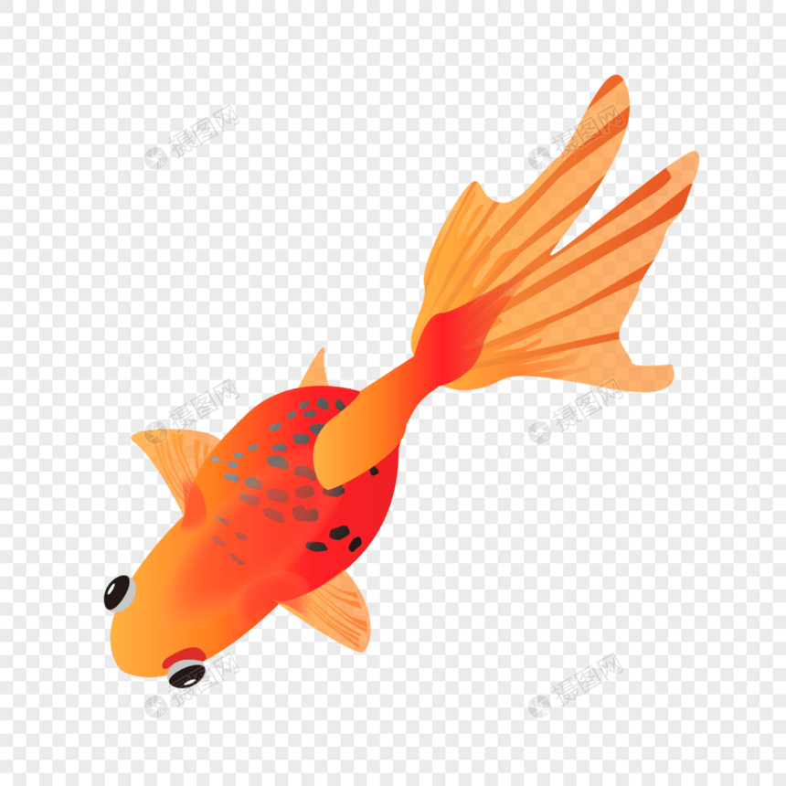 红色金鱼图片
