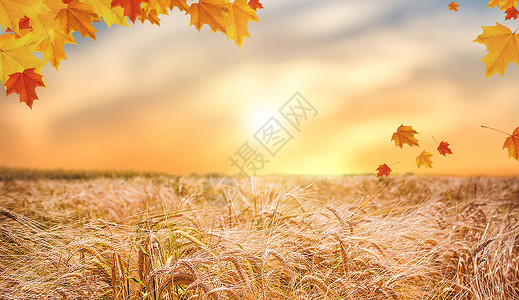 金色季节立秋背景设计图片
