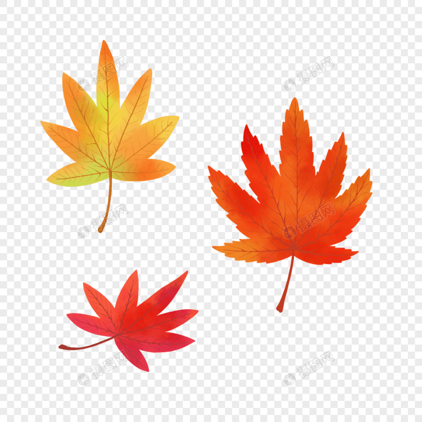 秋天手绘枫叶图片