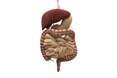 消化系统人体结构解剖图高清图片