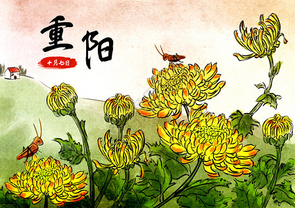 重阳节菊花盛开图片