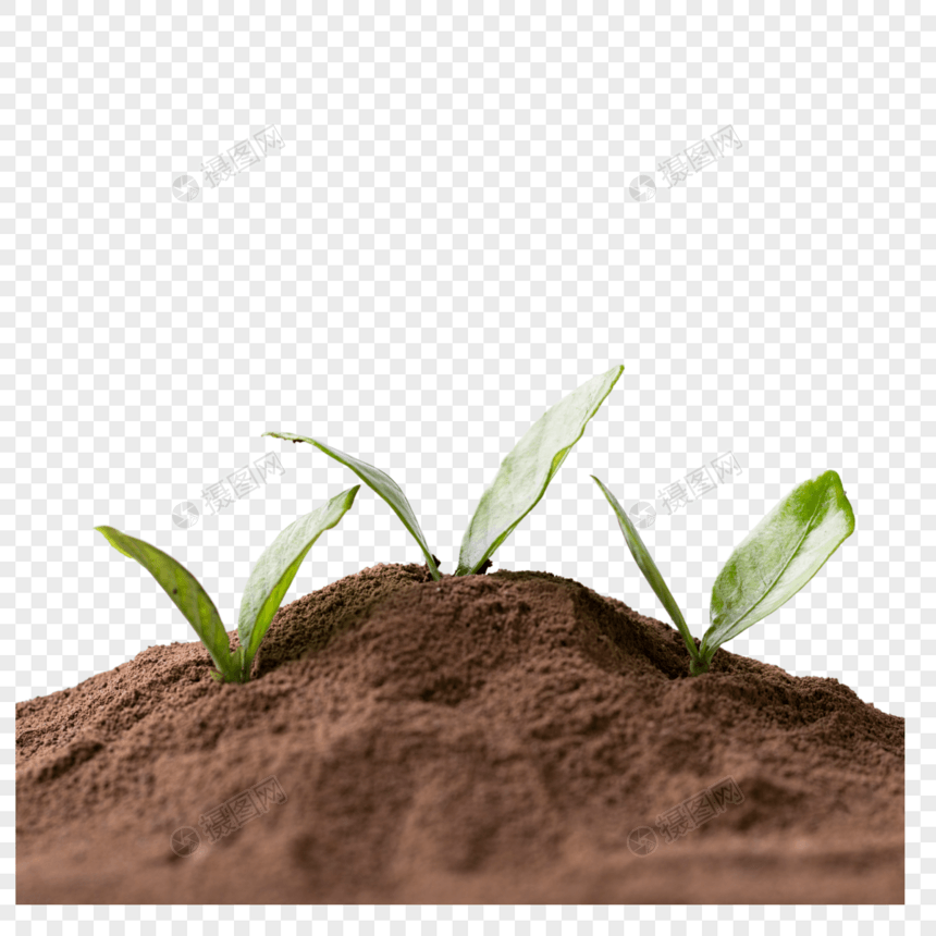 泥土里的嫩芽图片