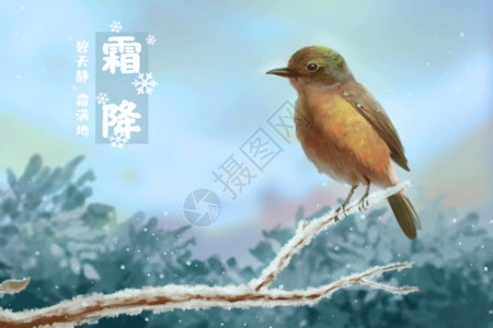 鸟站在树枝上霜降站在枝头的鸟儿GIF高清图片