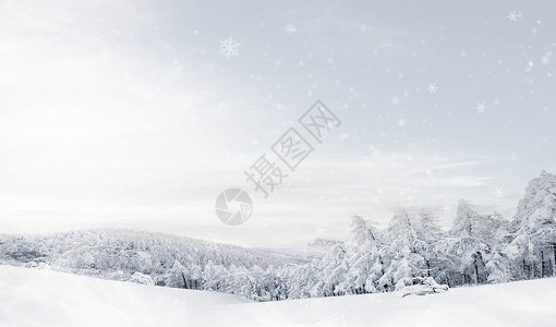 雪地狐狸冬日背景设计图片