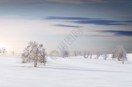 带雪松树唯美冬日雪地设计图片