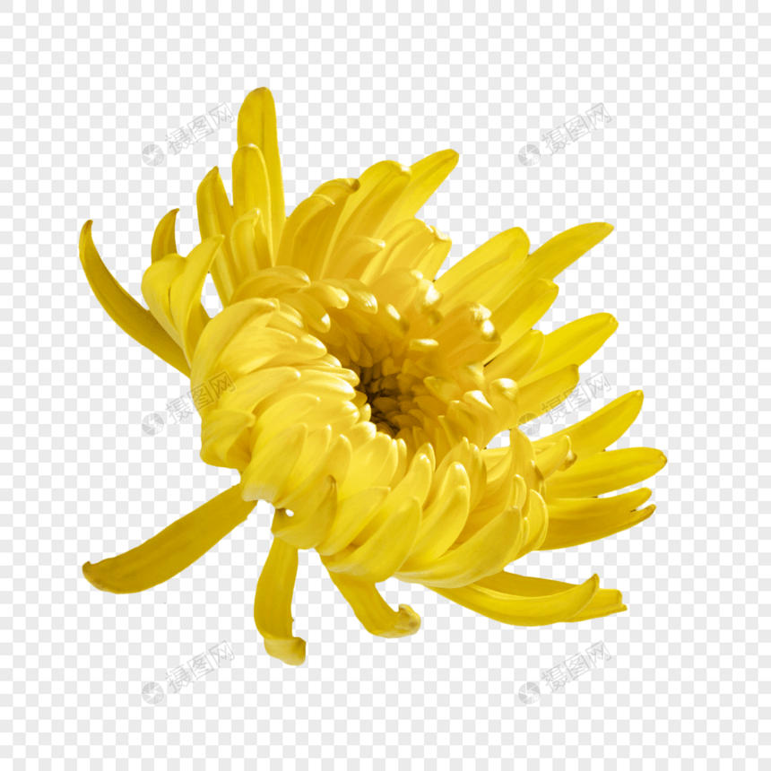 盛开黄色菊花图片