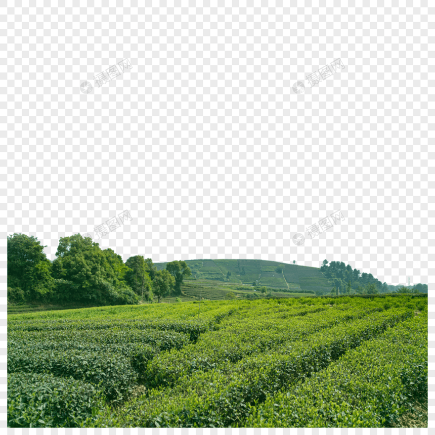 绿茶芽茶图片