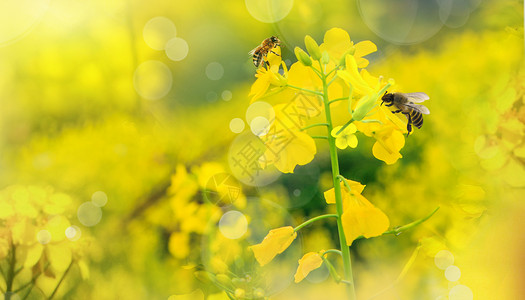 高清油菜花花海春天油菜花设计图片