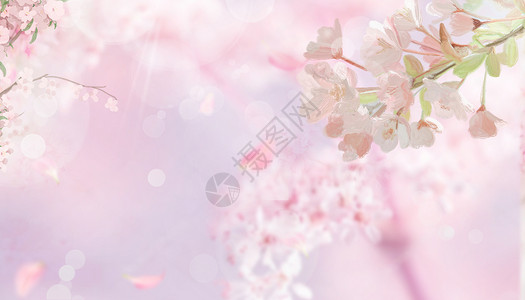 春季花卉素材春天樱花背景设计图片