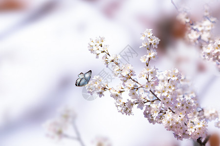 昆虫开花春季花卉背景设计图片