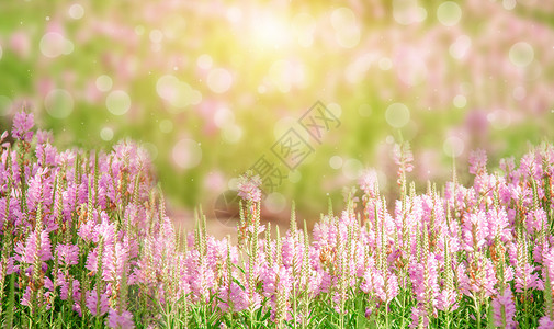 自然盛开春天花朵背景设计图片
