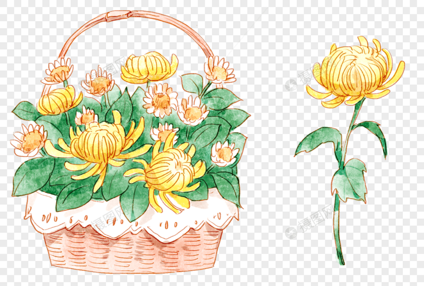 清明节手绘菊花图片