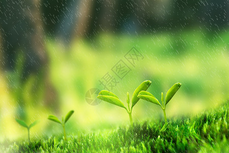 树叶雨春天嫩芽设计图片