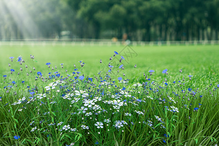 花草草地春天背景设计图片