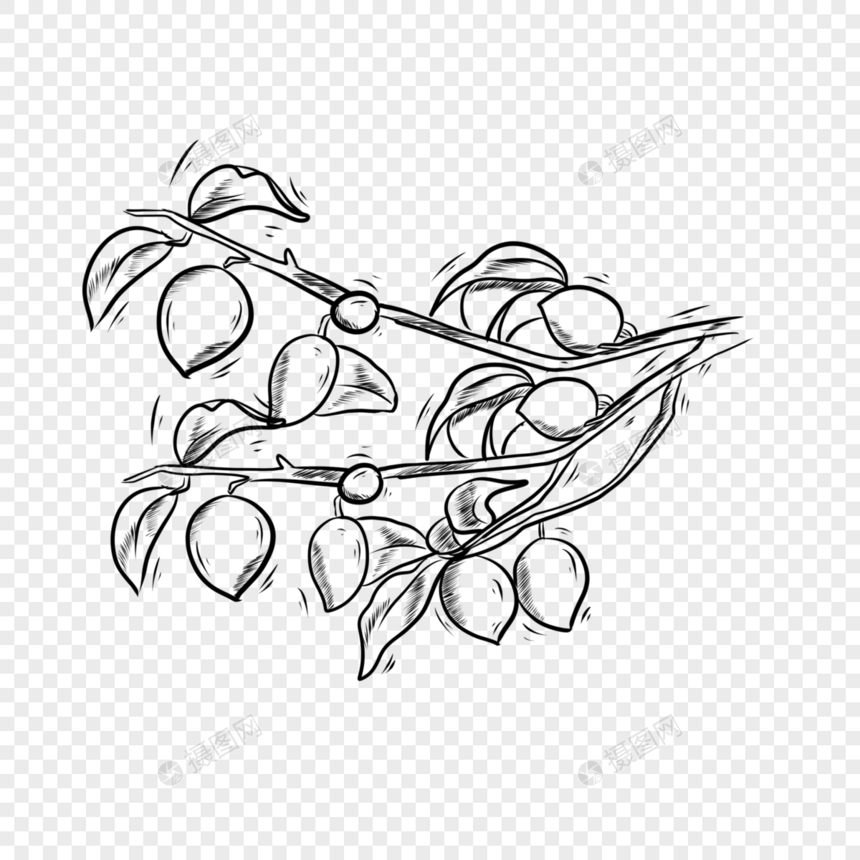 食物水果黑白线条梅子图片