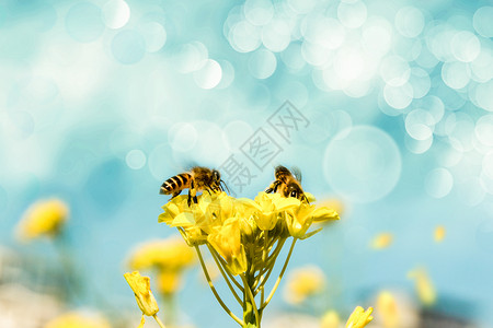 蜜蜂春天的油菜花设计图片