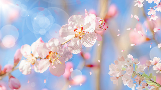 樱花粉色浪漫浪漫樱花设计图片