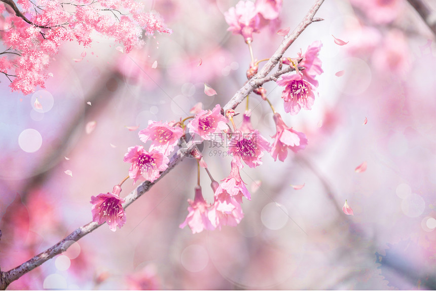 唯美浪漫樱花图片