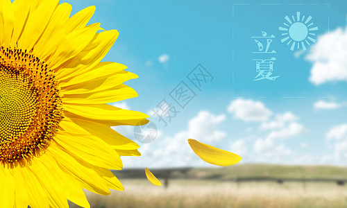二十四节气初夏蓝天下的向日葵设计图片