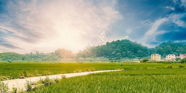 花海乡村乡村公路背景设计图片