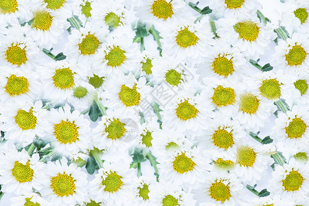 盛开的雏菊花墙设计图片