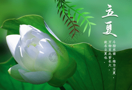 绿色简约立夏节气海报GIF图片