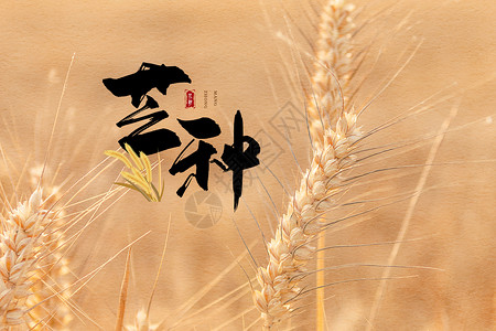 成熟的麦田芒种设计图片