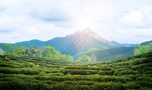 龙井茶山茶文化背景设计图片