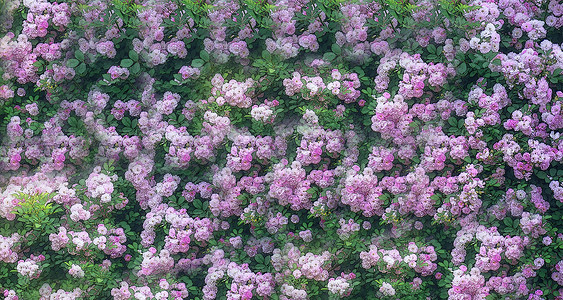 蔷薇花花墙背景设计图片