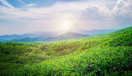 龙井茶山茶文化背景设计图片