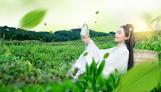 高山族姑娘采茶姑娘设计图片