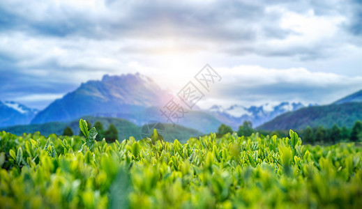 茶叶制作茶文化背景设计图片