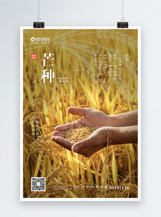 丰收小麦简约麦田丰收芒种节气海报模板