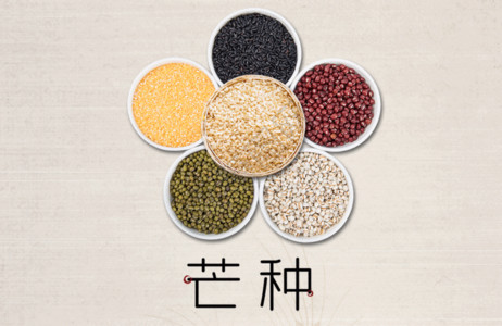 谷物豆类简约芒种节气海报GIF高清图片