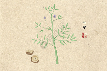 药用植物甘草插画