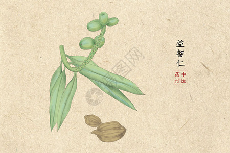 植物中药材青葙益智仁插画