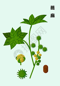 草本植物海报中草药扁平插画蓖麻插画