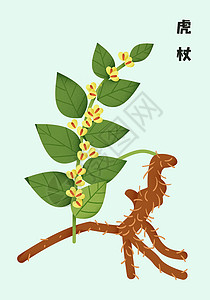 草本植物海报中草药扁平插画虎杖插画