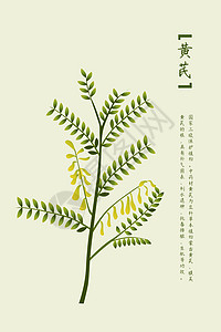 中草药黄芪背景图片