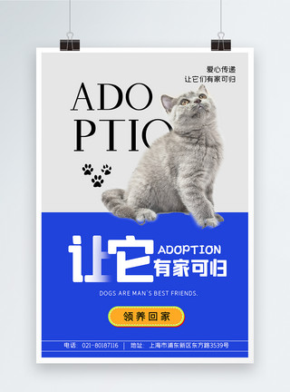 侧面的猫图片领养宠物公益海报设计系列模板