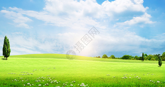 柏树草地天空背景设计图片