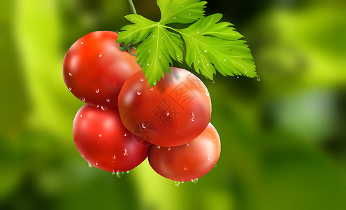 夏季雨后番茄高清图片